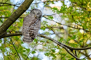 Barred owl Strix varia, also known as the northern barred owl, striped owl sitting on a branch in the woods