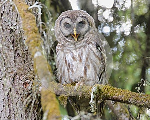 Barred Owl Strix varia with beck open on moss covered tree branch in woods
