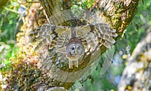 Barred owl Strix varia flying towards camera