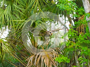 Barred owl - Strix varia - flying between trees in a natural wooded area in north Florida. The state tree sabal palm in the