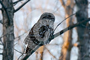 Barred owl strix varia or northern barred owl or hoot owl perched on branch