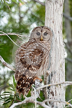 Barred Owl, Strix varia, perched on Cypress Tree in Everglades National Park.