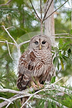 Barred Owl, Strix varia, perched on Cypress Tree in Everglades National Park.