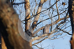 Barred owl, Strix varia perched on the leafless tree branch.