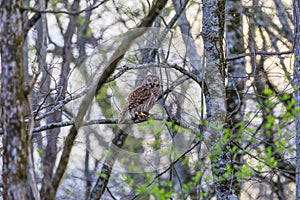 Barred Owl, Strix Varia, perched on a tree limb in Bald Knob Federal Wildlife Reserve, in Bald Knob, Arkansas in the early spring.