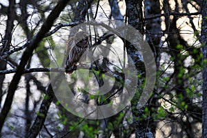 Barred Owl, Strix Varia, perched on a tree limb in Bald Knob Federal Wildlife Reserve, in Bald Knob, Arkansas in the early spring.