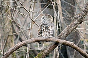 Barred owl Strix varia perches on an exposed branch, camouflaging with the forest