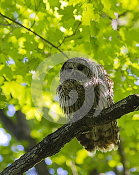 Barred Owl