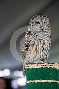 Barred owl (Strix varia