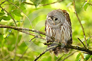 Barred owl (Strix varia) sitting on a tree