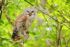 Barred owl (Strix varia) sitting on a tree