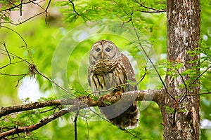 Barred owl (Strix varia) sitting on a tree