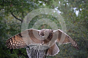 Barred owl landing on perch in SC photo