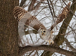 Barred Owl taking flight from a tree branch in forest in winter