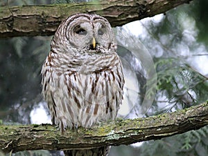 Barred Owl Thinking