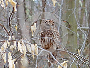 Barred Owl In A Tree