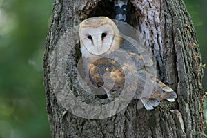 Barred owl in a tree.
