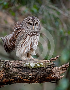 Barred Owl on the Tree