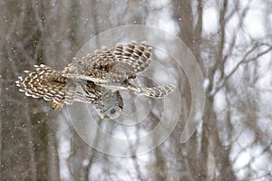 Barred owl in a tree