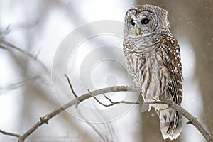 Barred owl in a tree