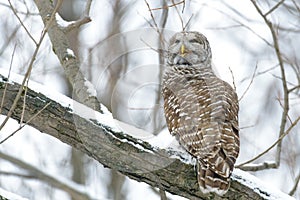 Barred owl in a tree