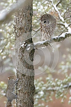 Barred owl in a tree