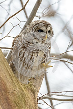 Barred owl in a tree