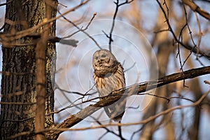 Barred owl in a tree