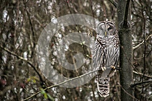 Barred owl in tree