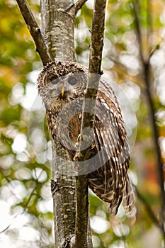 Barred owl in a tree in the forest