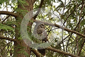 Barred Owl in Tree Looks to the Side