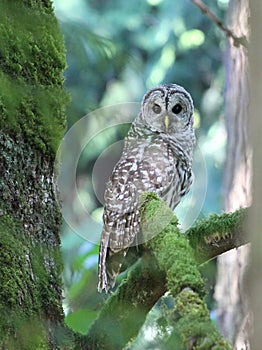 Barred Owl Between Trees