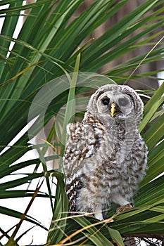 Barred owl waiting for its parents to feed it.