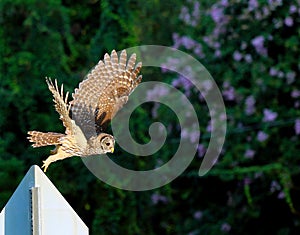 Barred owl Wilmington, NC frightening span