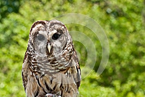 Barred Owl