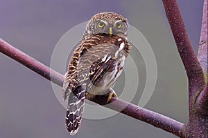 Barred Owlet