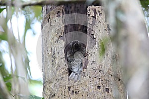 Barred owlet-nightjar