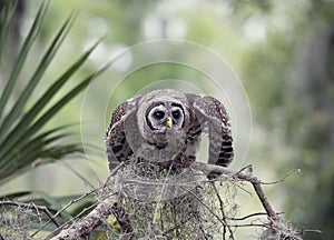 Barred Owlet Perches on a Branch