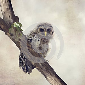 Barred Owlet Perches on a Branch