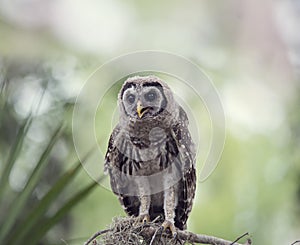 Barred Owlet Perches on a Branch