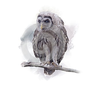 Barred Owlet Perches on a Branch