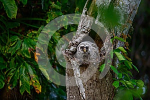 Barred Owlet stepping out of its hollow burrow photo