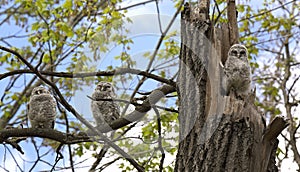 Barred owlets preparing to fledge