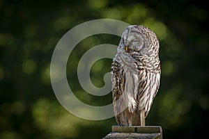 Northern  Barred Owl or Hoot Owl photo