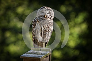 Northern  Barred Owl or Hoot Owl photo