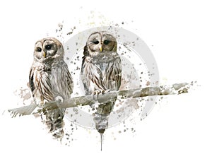 Barred Owls Watercolor