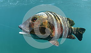 Barred pargo fish underwater