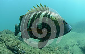 Barred pargo fish underwater in pacific ocean