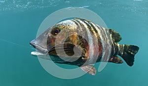 Barred pargo fish underwater photo