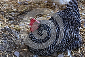 Barred Plymouth Rock Chicken, good farm life egg layer